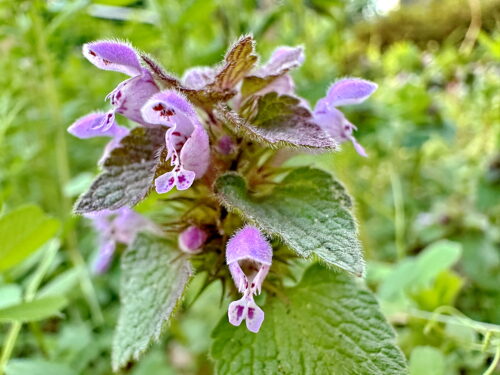 ヒメオドリコソウ