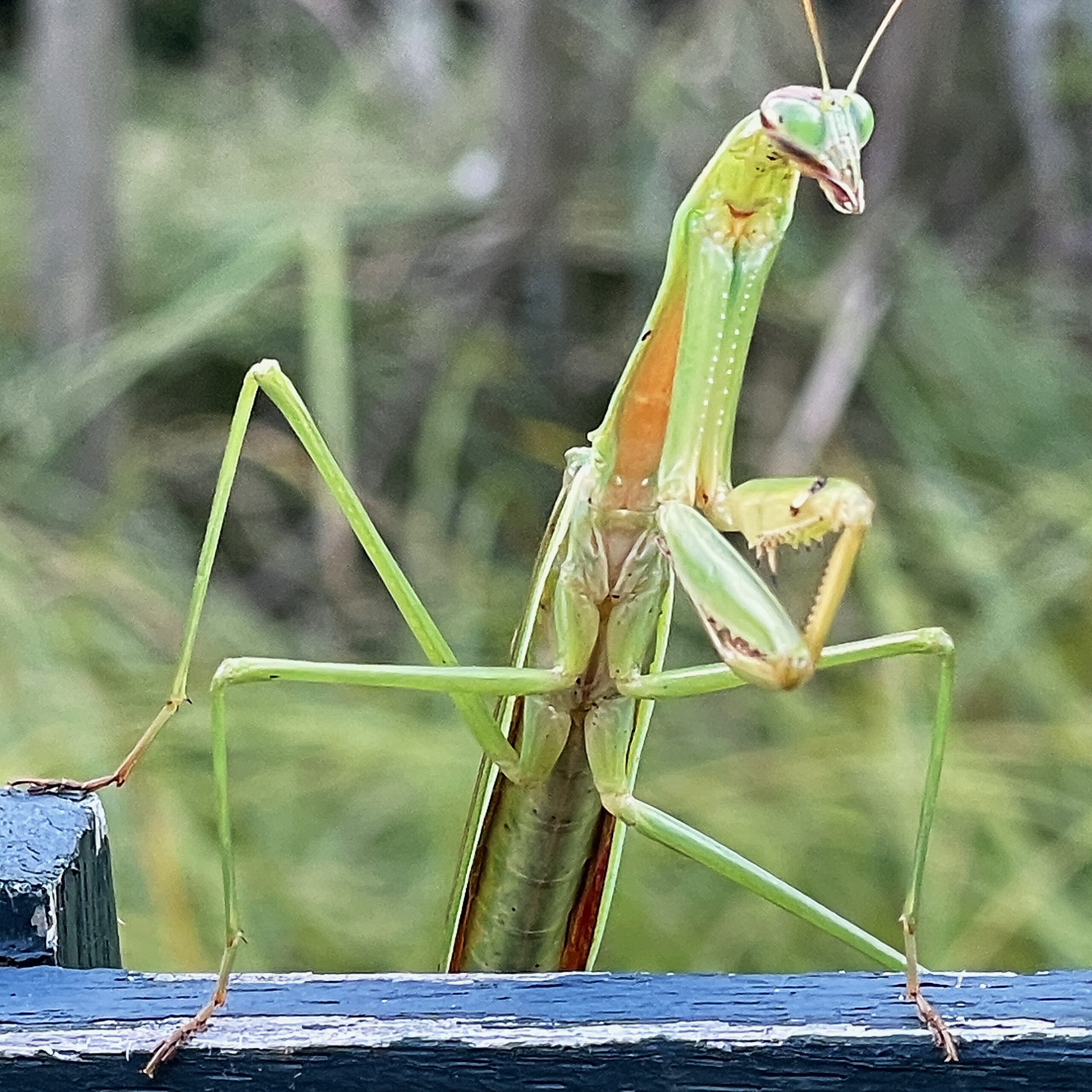 カマキリ科 オオカマキリ 大蟷螂 奥行き１ｍの果樹園