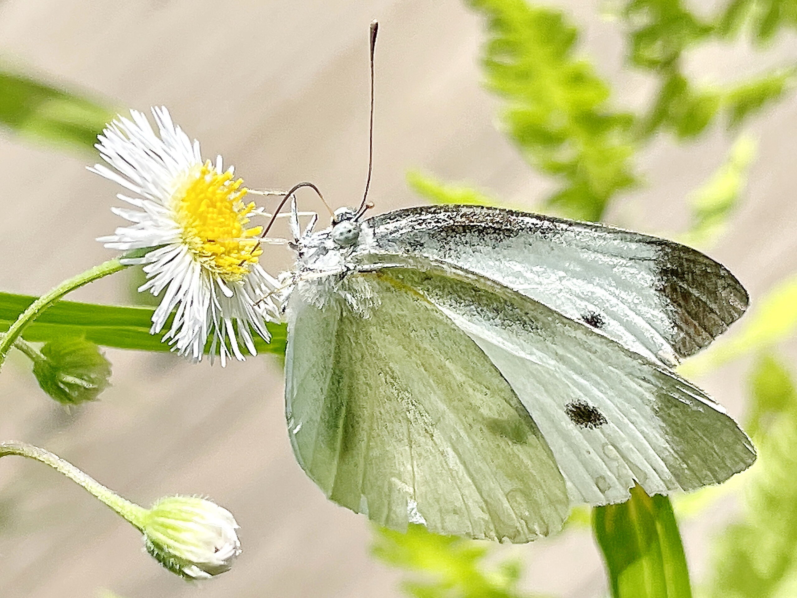 シロチョウ科 5種7頭 詰め合わせ 嬉しい 