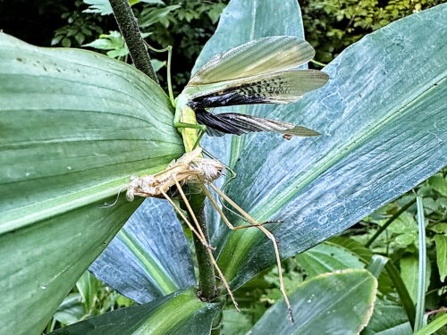 オオカマキリの羽化