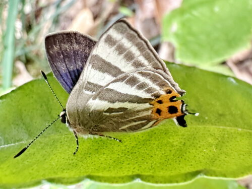 トラフシジミ春型