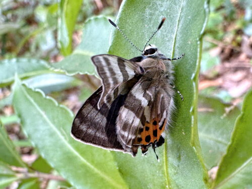 トラフシジミ春型