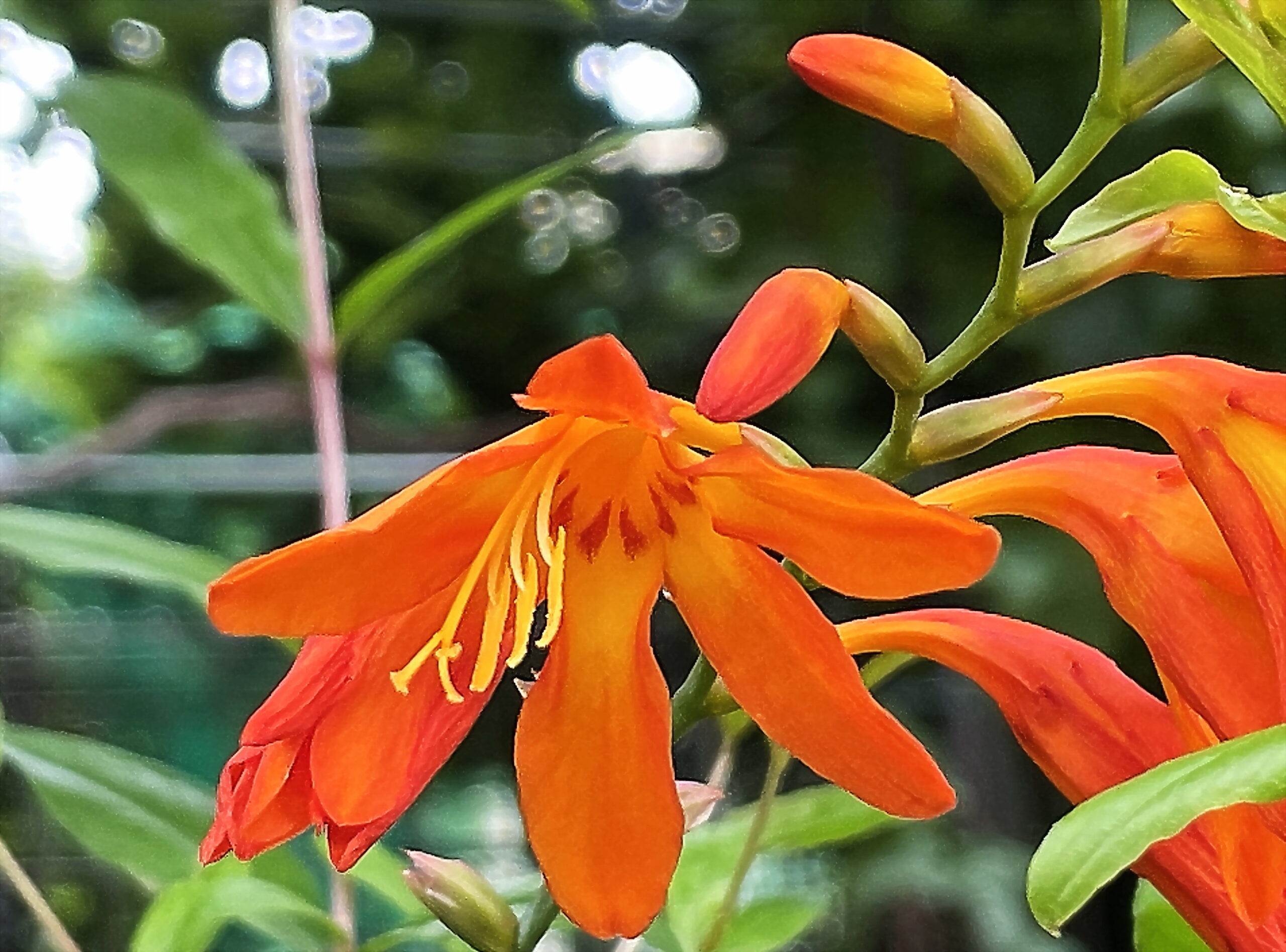 アヤメ科 ヒメヒオウギズイセン 姫檜扇水仙 奥行き１ｍの果樹園