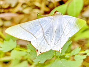 ウスキツバメエダシャク・５月２９日・自然教育園