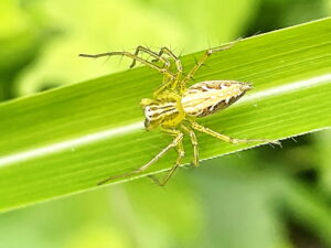 ササグモ♀