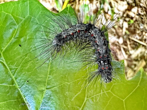 ヨツボシホソバの幼虫