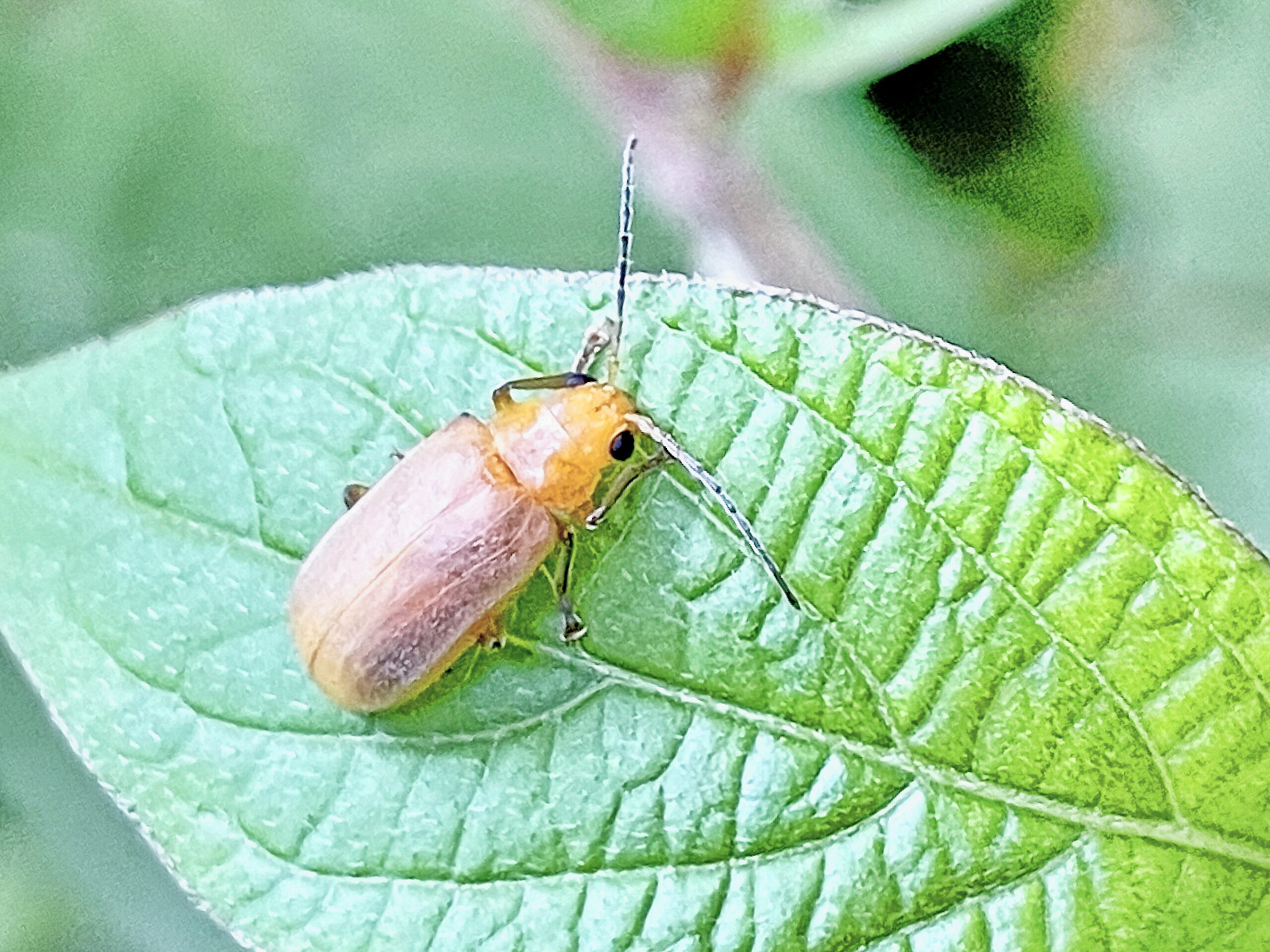 ハムシ科~エノキハムシ(榎葉虫) - 奥行き1mの果樹園