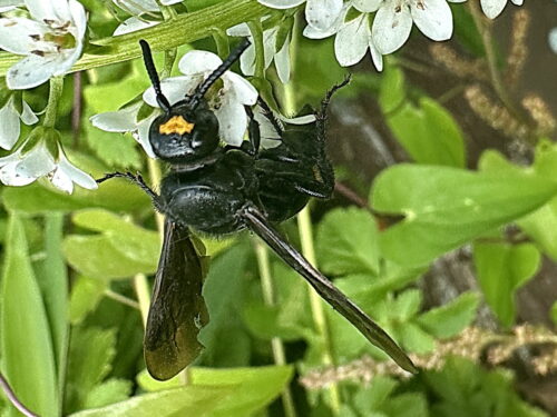 アカスジツチバチ