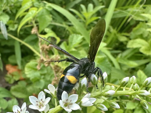 アカスジツチバチ