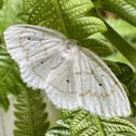 フタテンシロエダシャク