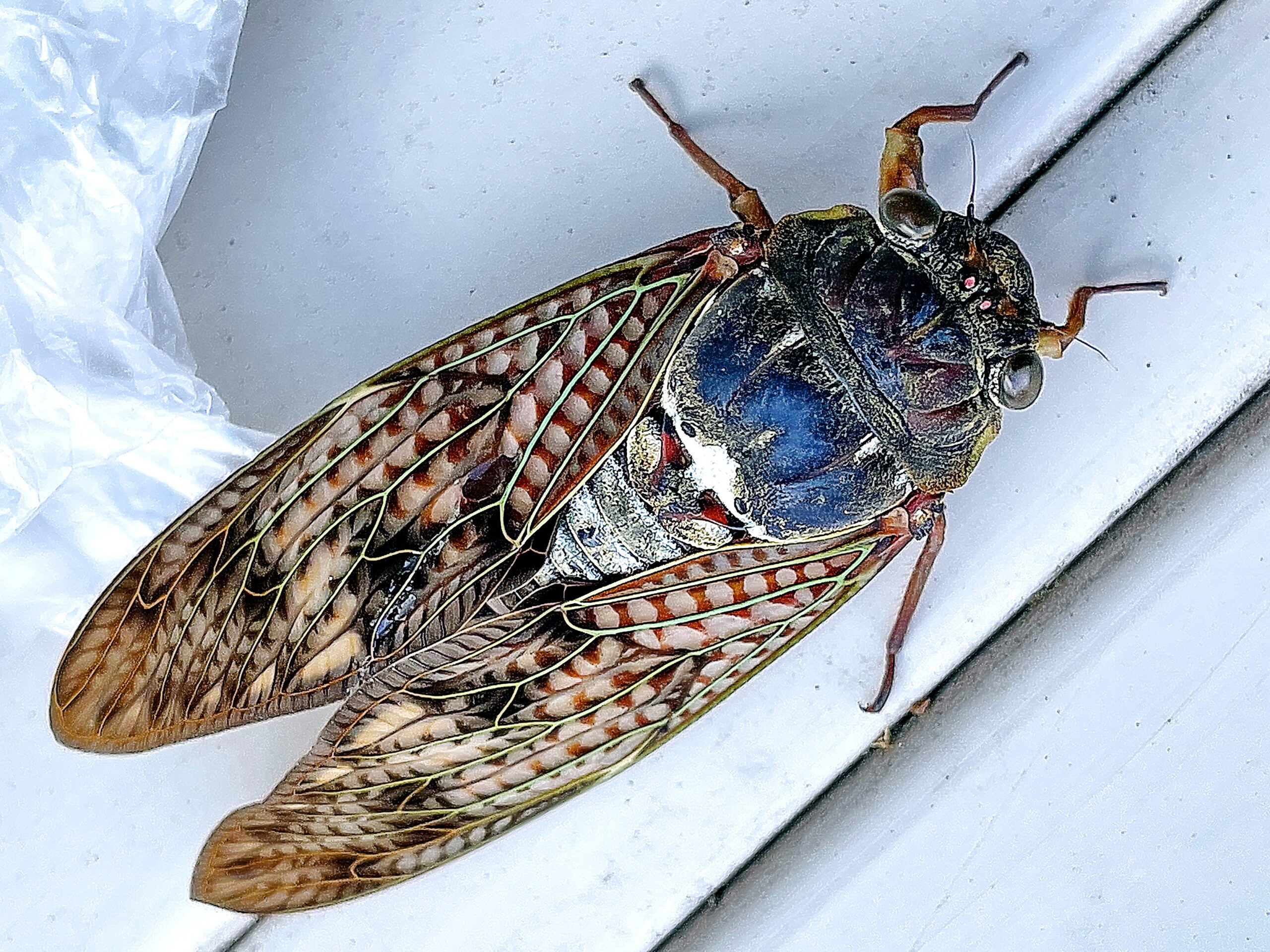 セミ科 アブラゼミ 油蝉 奥行き１ｍの果樹園