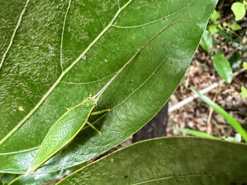 アオマツムシ♀