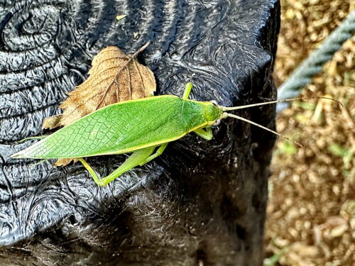 アオマツムシ♀