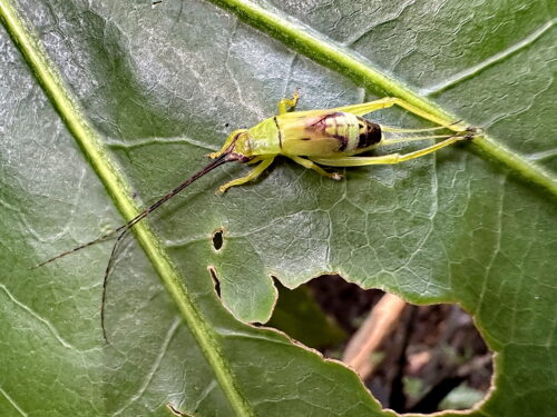 アオマツムシの幼虫