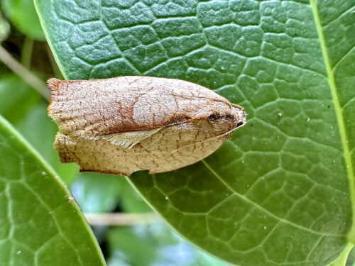 チャハマキ♀