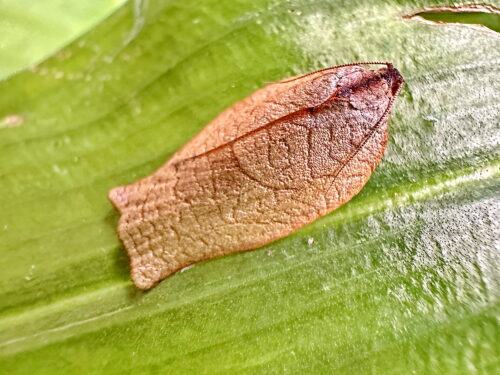 チャハマキ♀