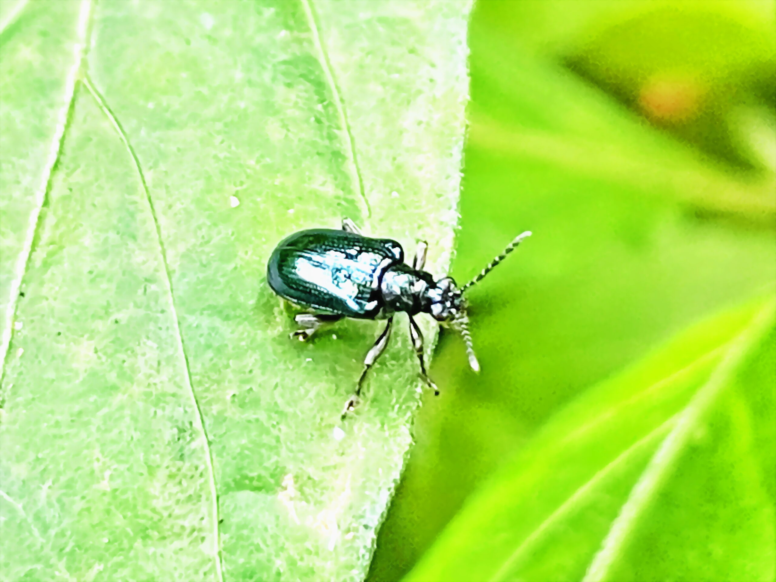 ハムシ科~キバラルリクビボソハムシ(黄腹瑠璃首細葉虫) - 奥行き1mの果樹園