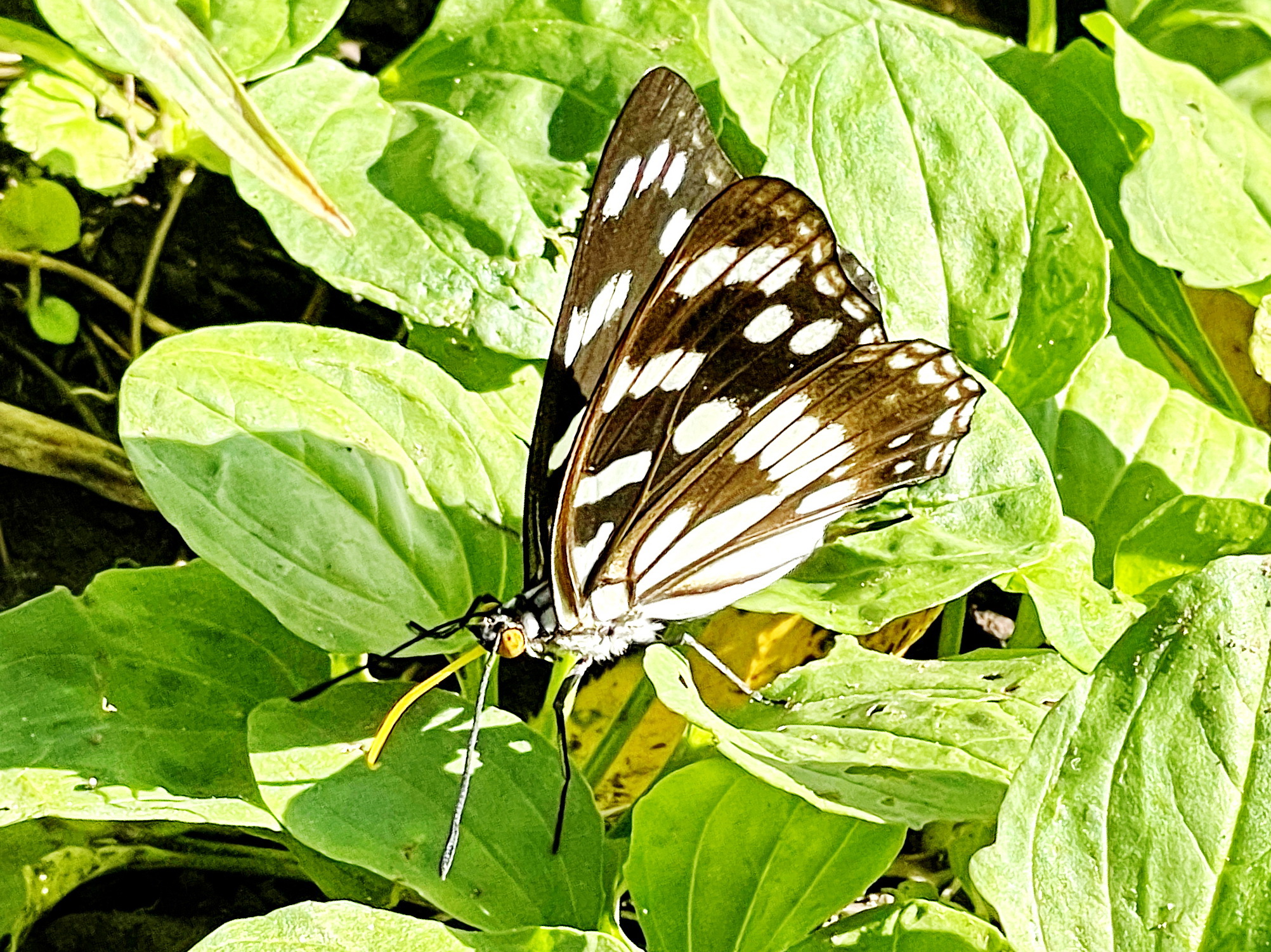 タテハチョウ科～ゴマダラチョウ - 奥行き1mの果樹園