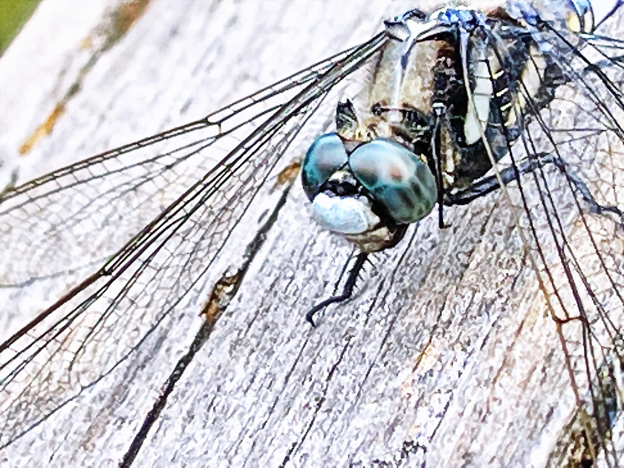 トンボ科 シオカラトンボ 塩辛蜻蛉 奥行き１ｍの果樹園