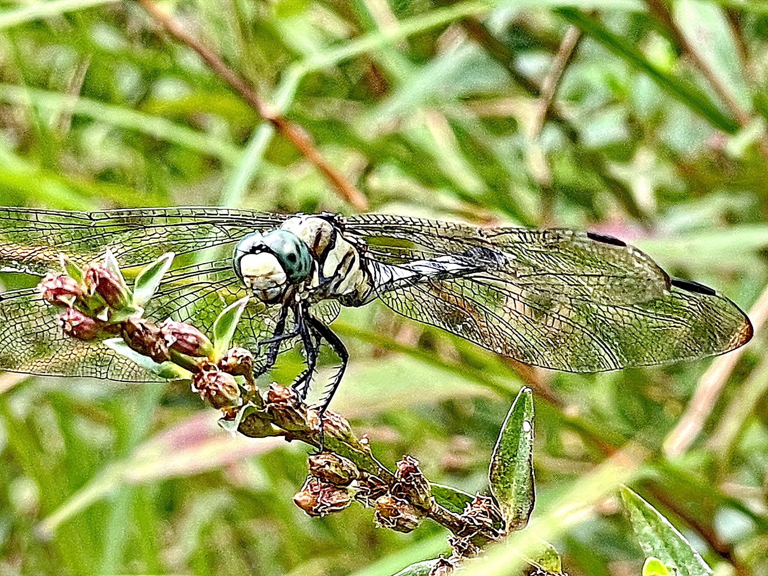 トンボ科 シオカラトンボ 塩辛蜻蛉 奥行き１ｍの果樹園