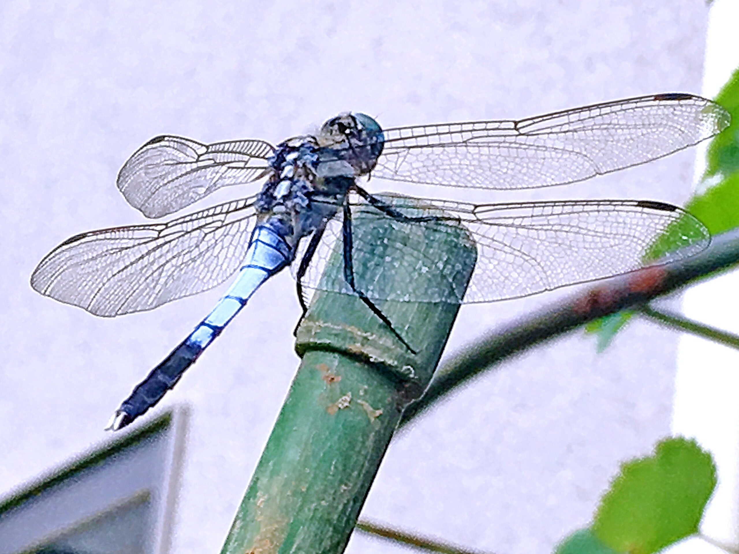 トンボ科 シオカラトンボ 塩辛蜻蛉 奥行き１ｍの果樹園