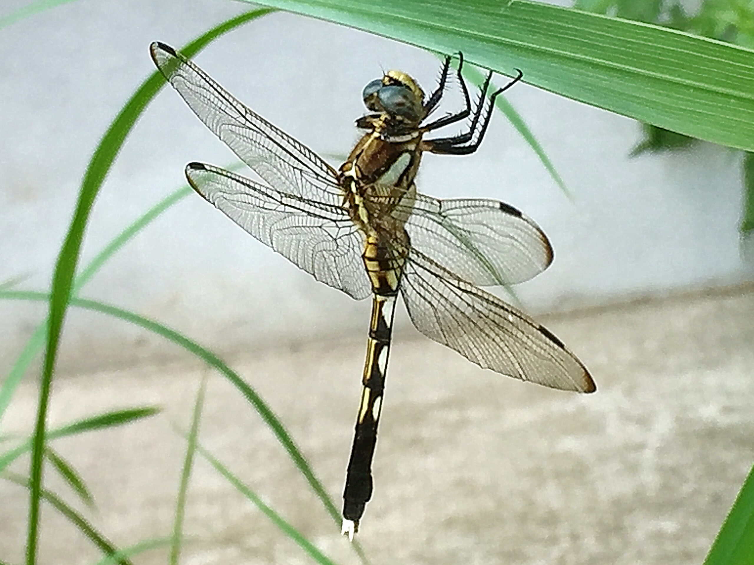 トンボ科 シオカラトンボ 塩辛蜻蛉 奥行き１ｍの果樹園