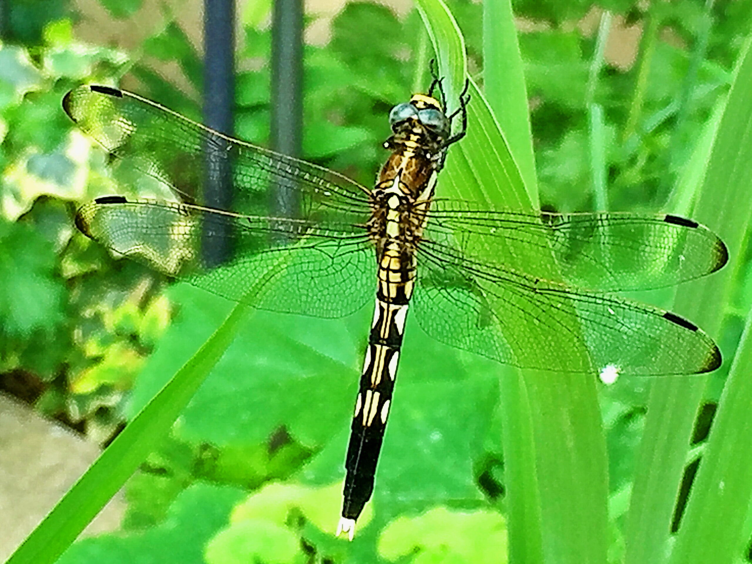 トンボ科 シオカラトンボ 塩辛蜻蛉 奥行き１ｍの果樹園