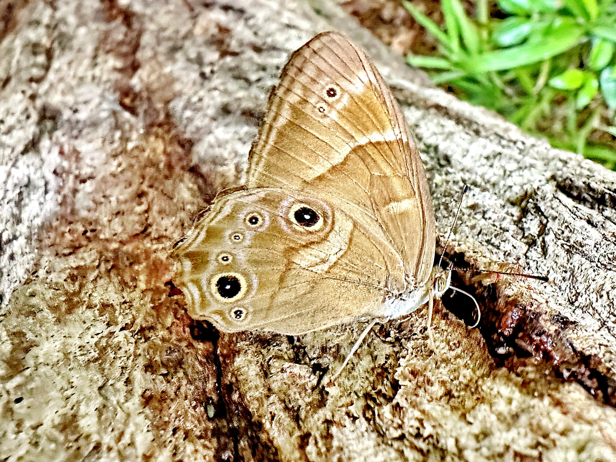 タテハチョウ科～ヒカゲチョウ(日陰蝶） - 奥行き1mの果樹園
