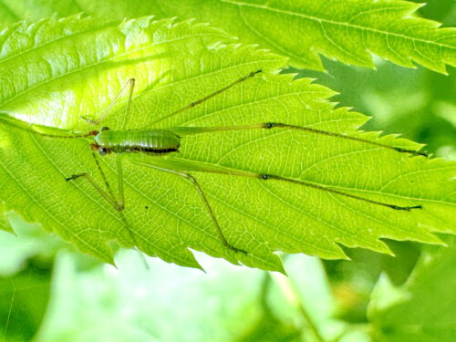 サトクダマキモドキの１齢幼虫