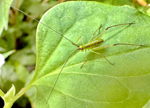 サトクダマキモドキの１齢幼虫