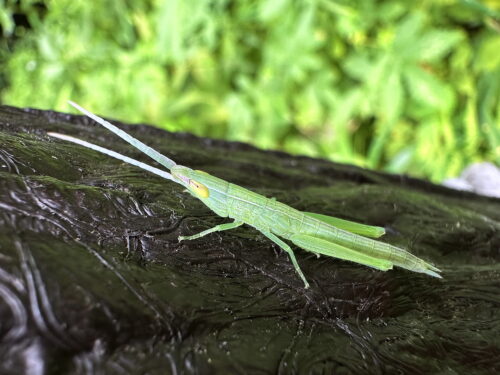 ショウリョウバッタモドキの幼虫