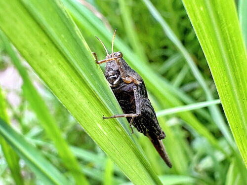 トゲヒシバッタ