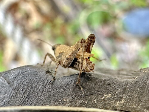 ハラヒシバッタ♂