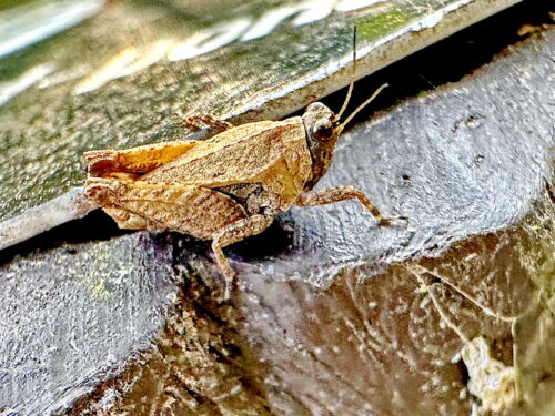 ハラヒシバッタ♂