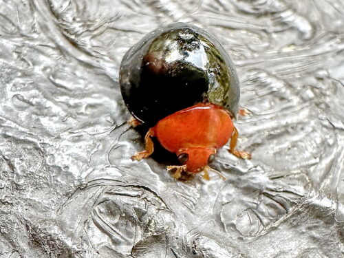 ムネアカオオクロテントウ