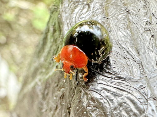 ムネアカオオクロテントウ