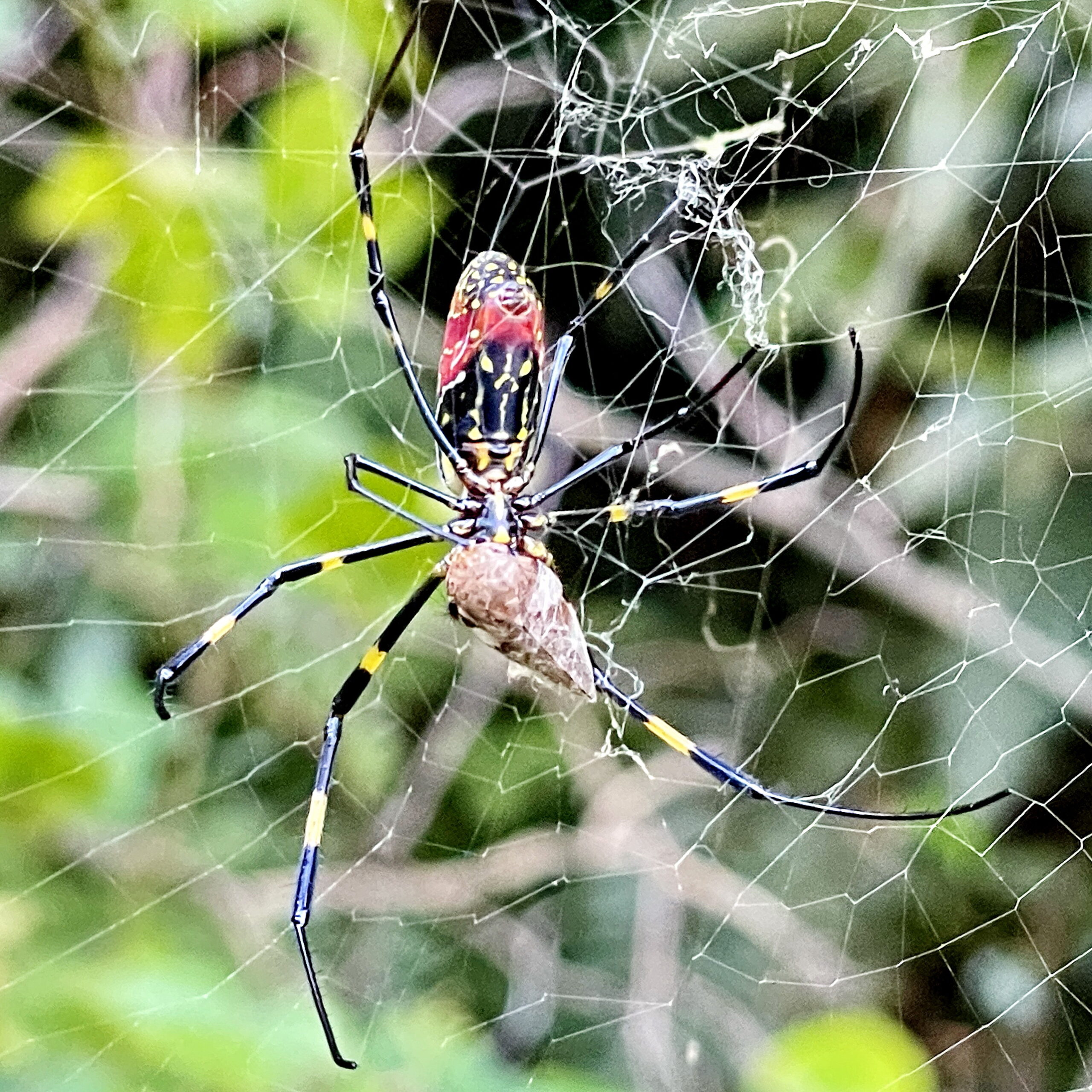日本限定 ミキロコス 女郎蜘蛛 クモ 天敵 害虫 忌避 無農薬