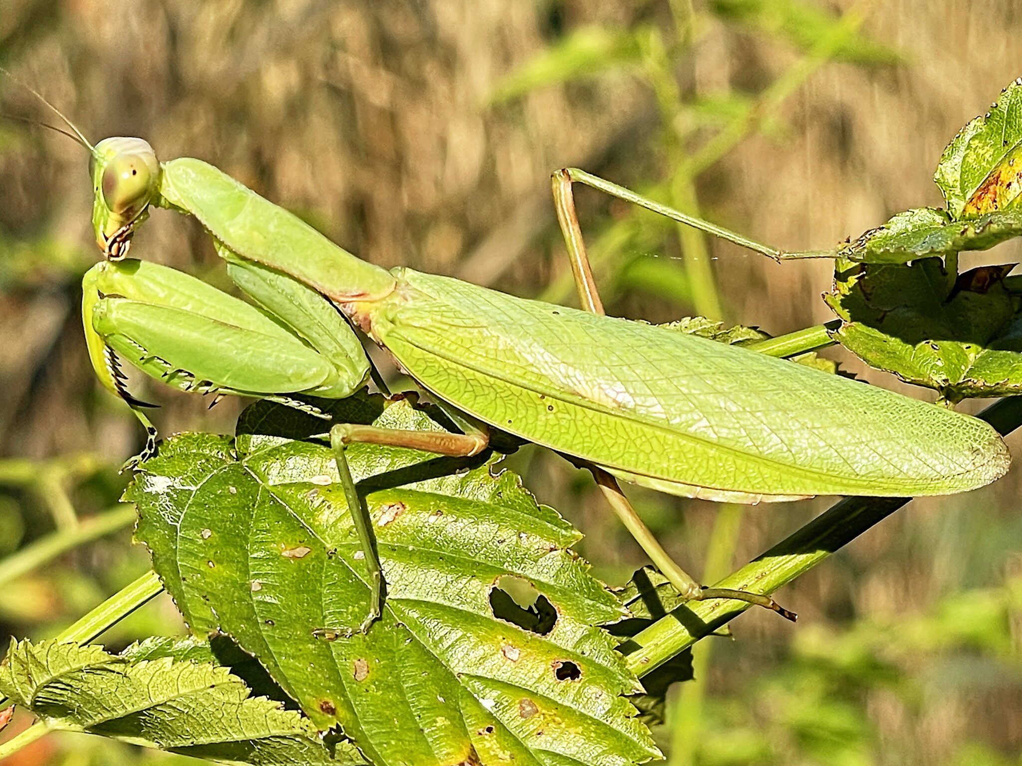 カマキリ科～ハラビロカマキリ（腹広蟷螂） - 奥行き1mの果樹園