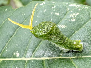 カラスアゲハの幼虫