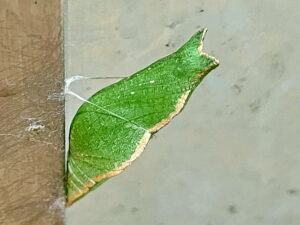 カラスアゲハの蛹