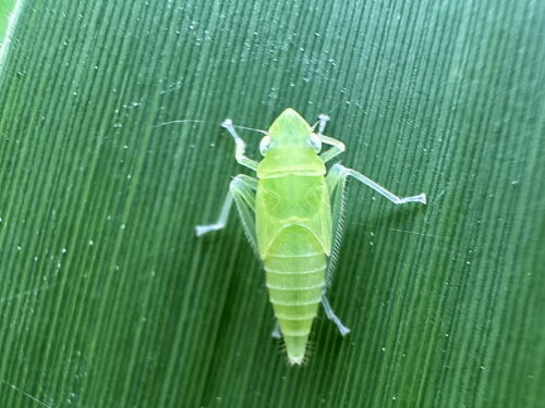 クワキヨコバイの一種の幼虫