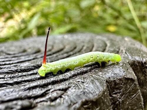 コスズメの若齢幼虫