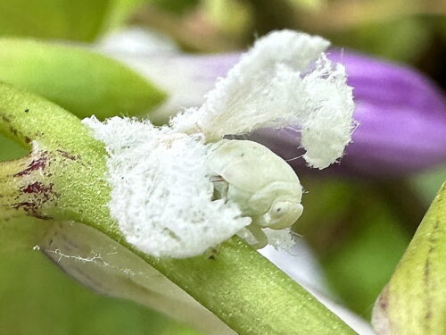 チュウゴクアミガサハゴロモの幼虫