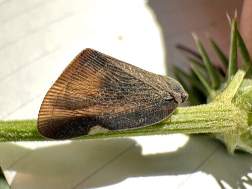 チュウゴクアミガサハゴロモ