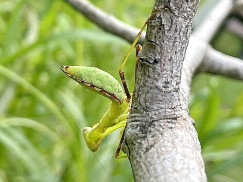 ハラビロカマキリ幼虫