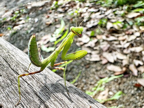 カマキリの幼虫