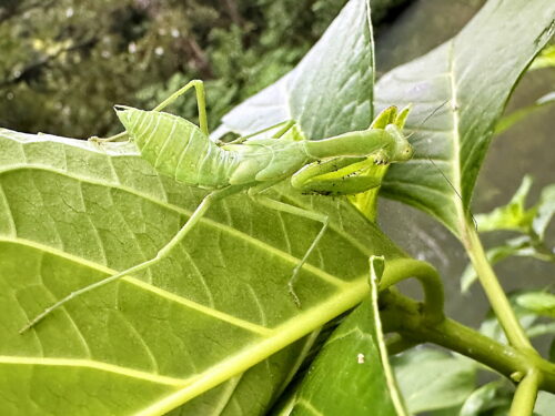 ハラビロカマキリの終齢幼虫