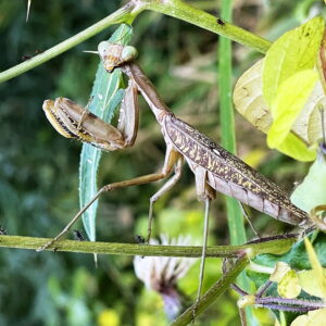 ハバビロカマキリ褐色型