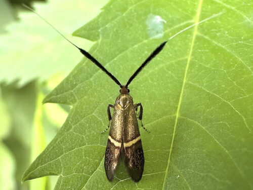 ホソオビヒゲナガ♀