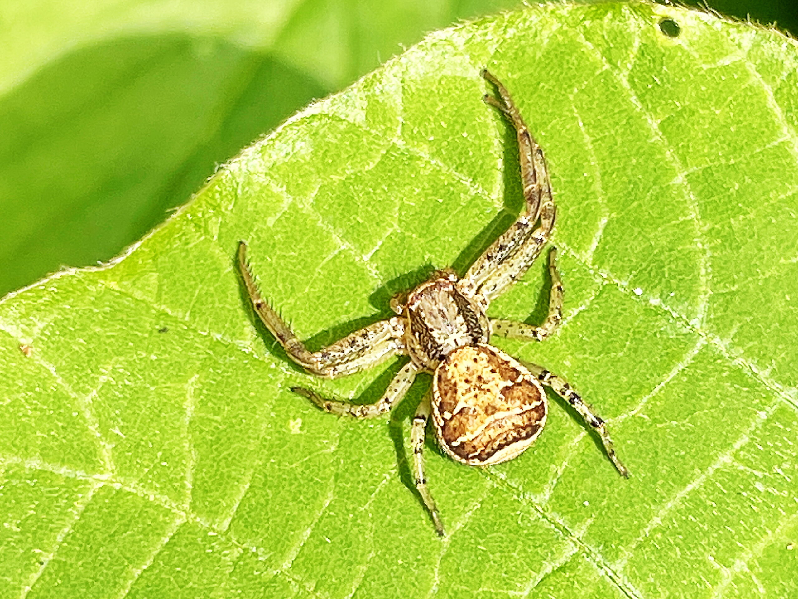 カニグモ科 ヤミイロカニグモ 奥行き１ｍの果樹園